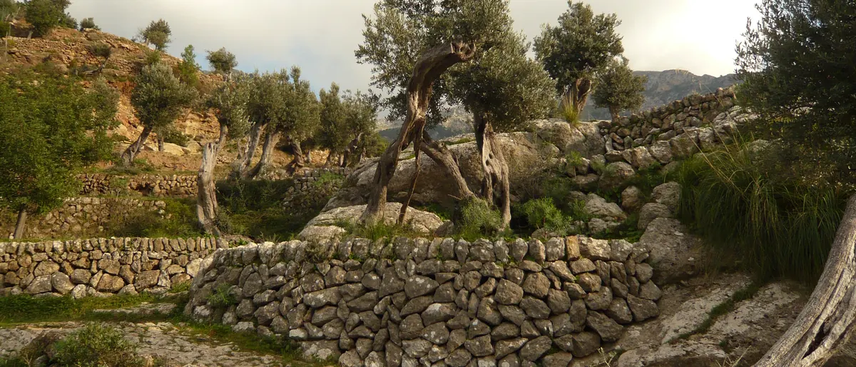 Alte Olivenbäume auf Trockenmauer-Terrassen bei Deià, im Hintergrund die Tramuntana