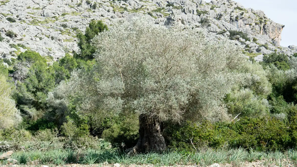 Sehr alter Olivenbaum mit breiter silbergrauer Krone vor einer Kalksteinwand, Finca pública de Mortitx