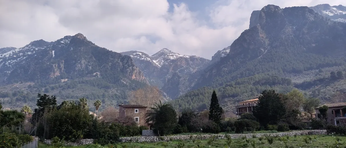 Orangenhain mit reifen Früchten vor der verschneiten Serra de Tramuntana, Sóller im März